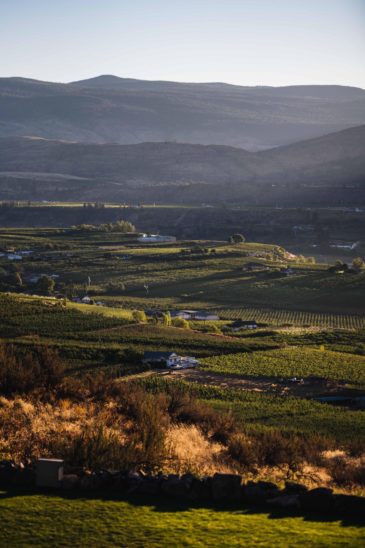 A picturesque valley with lush vineyards stretches towards distant hills under a clear sky. The sunlight casts a warm glow over the landscape, highlighting rows of grapevines and patches of greenery against the backdrop of gentle, rolling hills.
